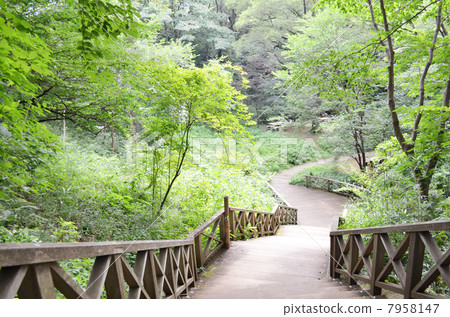 Pedestrian walk of Ikuta Green area 2013.07.20 Pedestrian walk of Ikuta Green area 2013.07.20 7958147