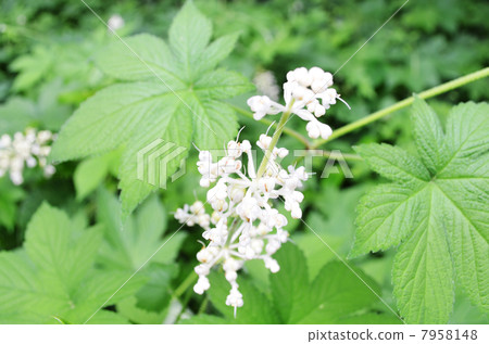 Ikuta Green area plant 2013.07.20 7958148