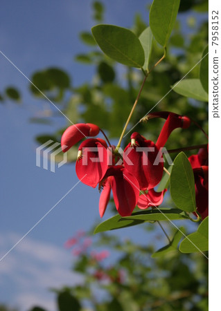 American flower and sky vertical of Deigo 7958152