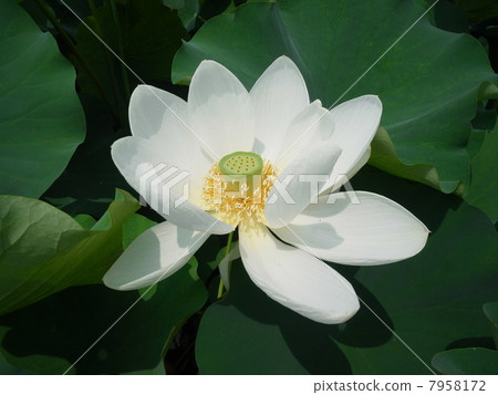 Lotus flower · Lotus leaf image (6) Lotus flower · Lotus leaf image (6) 7958172