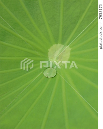 Lotus flower · Lotus leaf image (8) 7958173