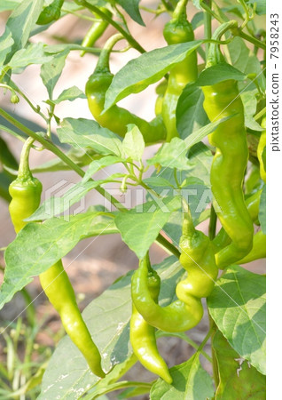 Fushimi red pepper 7958243