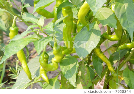 伏見紅辣椒 7958244