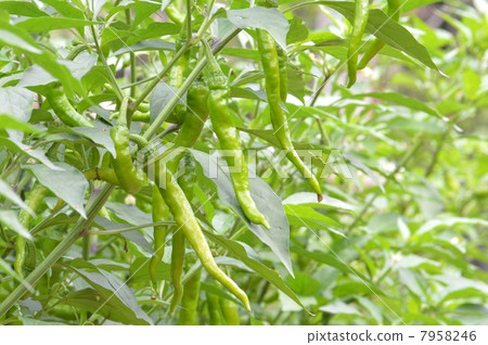 Fushimi red pepper 7958246