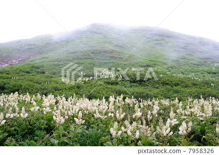 Red diatom community Red diatom community 7958326