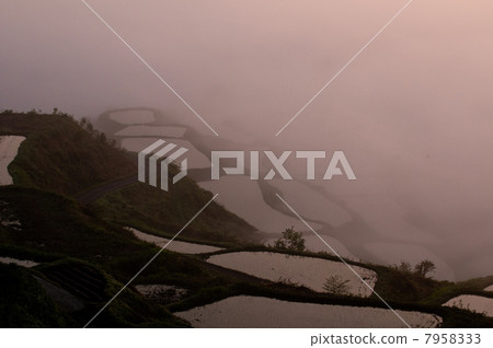 早晨發光的梯田 7958333