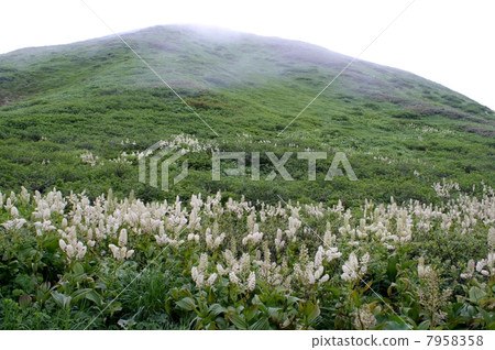 Red diatom community 7958358