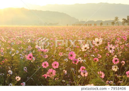 Fujiwara Palace ruins Cosmos field shining in the morning sun Fujiwara Palace ruins Cosmos field shining in the morning sun 7958406