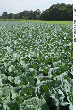 Cabbage field Cabbage field 7958416