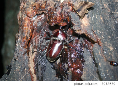 甲蟲 甲蟲 7958679