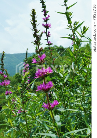 Flower of wetland · flower blooming in Bon Festival Miso Haki · Vertical position Flower of wetland · flower blooming in Bon Festival Miso Haki · Vertical position 7958716
