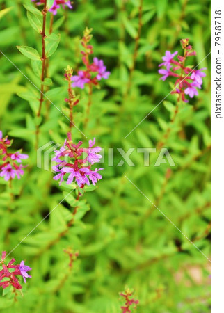 Flower of wetland · flower blooming in Bon Festival Miso Hagi · bird's eye view Vertical position 7958718