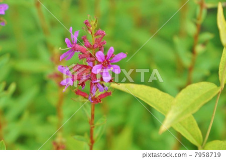 Flower of wetland · flower blooming in Bon Festival Miso Hagi · Horizontal position up 7958719