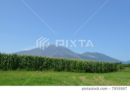 Mt. Asama and the corn field 7958987