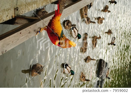 金魚和鴨子 金魚和鴨子 7959002