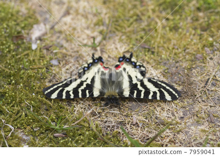 Ezo bearded butterfly Ezo bearded butterfly 7959041