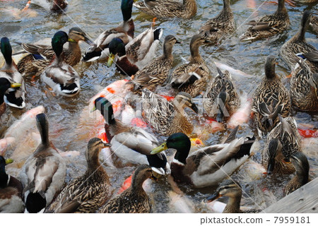 Dense duck 7959181