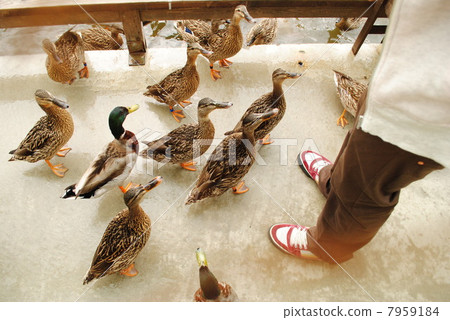 Duck feeding 7959184