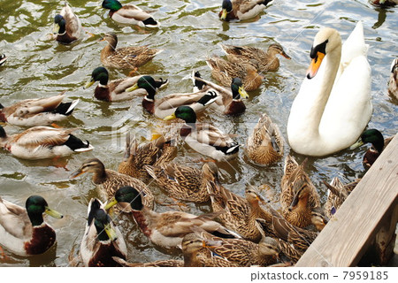 Duck and Swan feeding 7959185