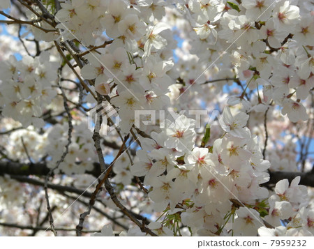 Cherry blossoms 7959232