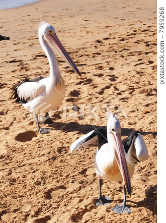 Two Koshi Glo Pelican 7959268