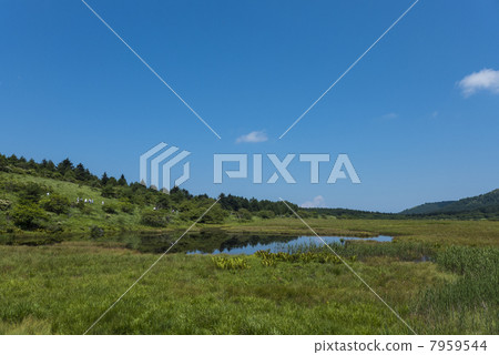 八幡原沼澤 7959544