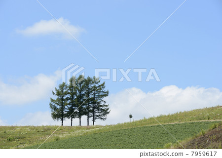 Arashi Tree Arashi Tree 7959617