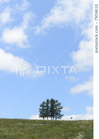 Arashi Tree Arashi Tree 7959618