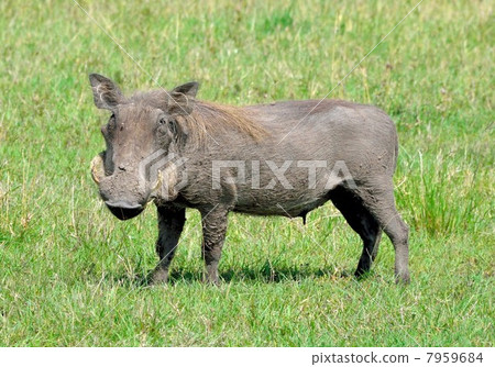 Child of warthogs 7959684