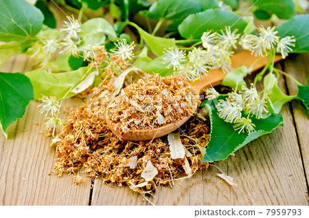 Herbal tea from dry linden flowers on a spoon 7959793