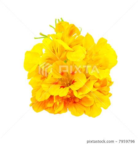 Nasturtium yellow bouquet 7959796