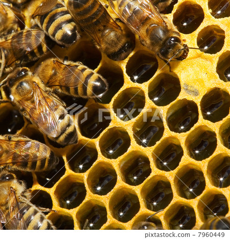 bees on honeycells 7960449