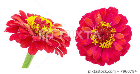 紅百日草 7960794