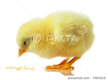 chicken against white background 7960929