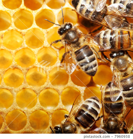 bees on honeycells 7960938