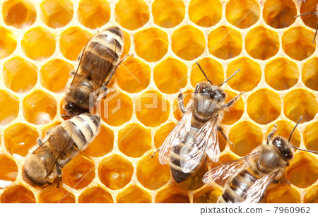 bees on honeycells 7960962