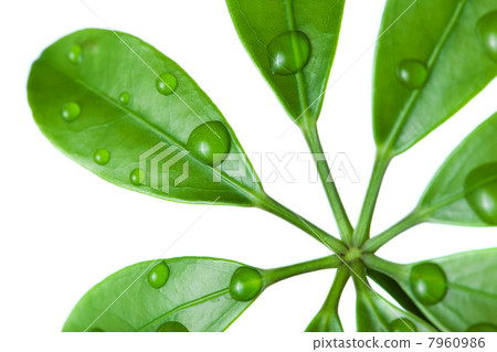 Water drops on fresh green leaf 7960986