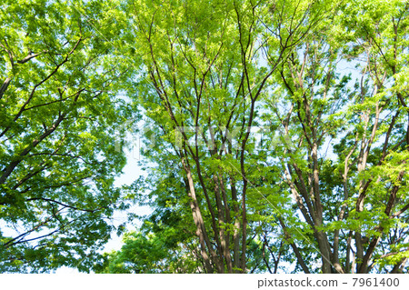 新鮮的綠色zelkova樹 7961400