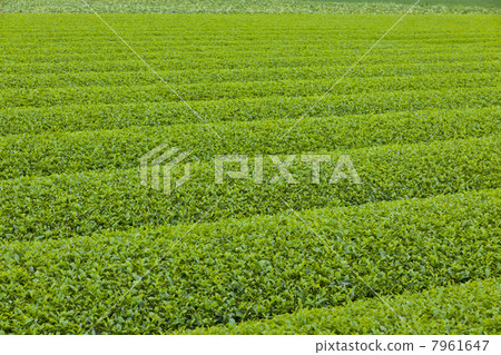Tea plantation 7961647