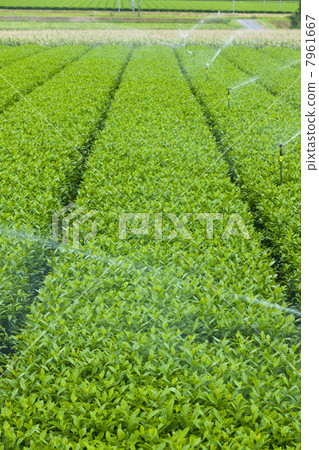 Tea plantation 7961667