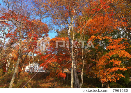 Autumn leaves of Tateshina Kogen 7961680