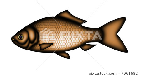 鯽魚 鯽魚 7961682