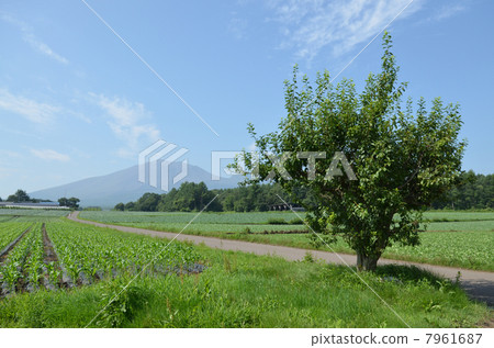 Rural landscape Rural landscape 7961687