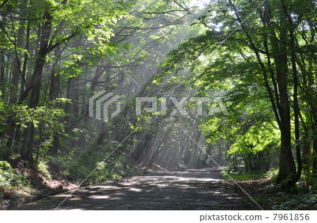 Sunbeams Sunbeams 7961856