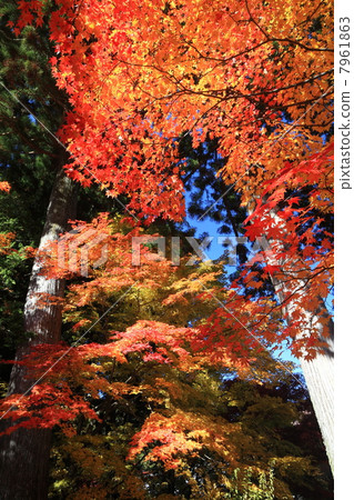 Minami Shinshu，Komagane Hikari Maesa秋葉 7961863