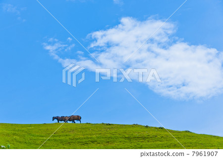 開普敦的野馬 7961907