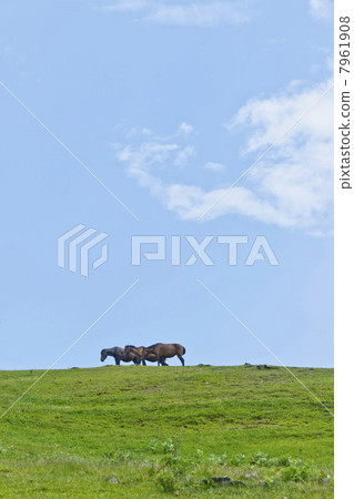 開普敦的野馬 開普敦的野馬 7961908