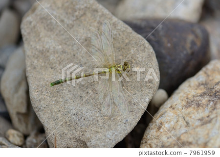Ogylosaniae Ogylosaniae 7961959
