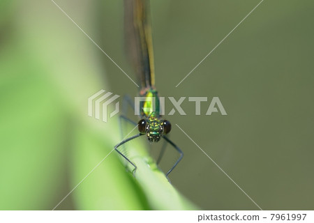 Red-tailed dragonfly 7961997