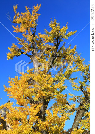 Gifu · Tajimi City Torigakiyama big ginkgo of Nagoji temple 7962235